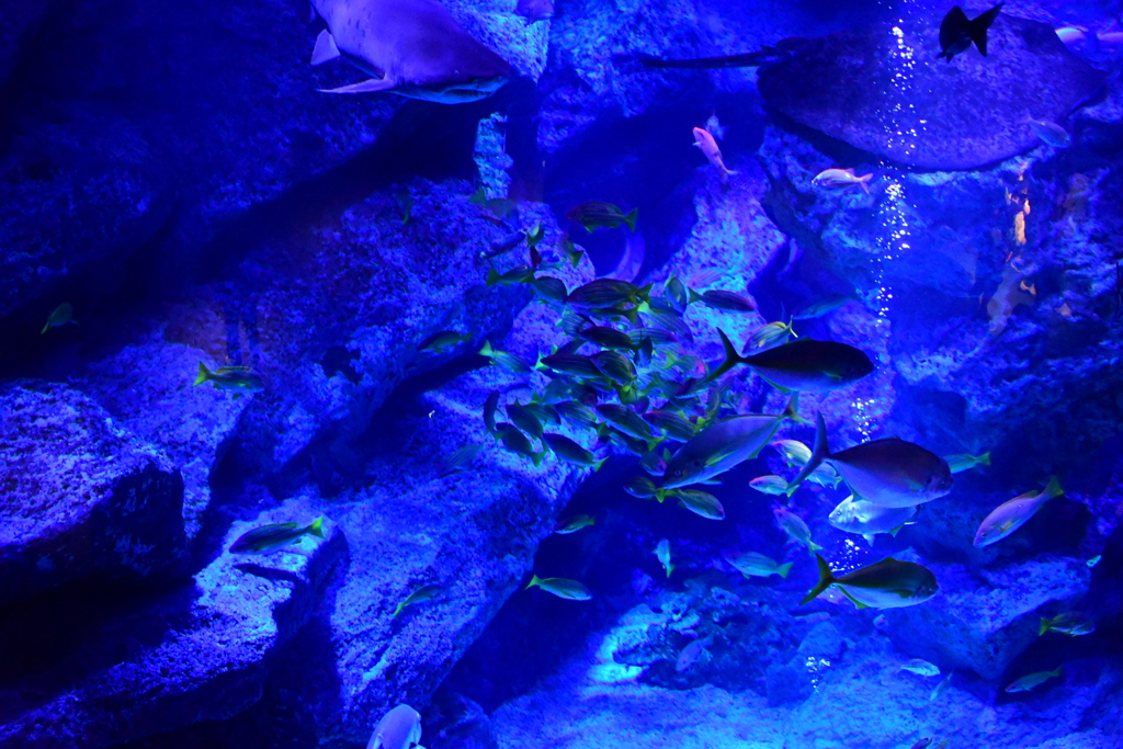 すみだ水族館_⑥