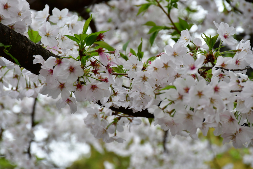 上野に咲く桜
