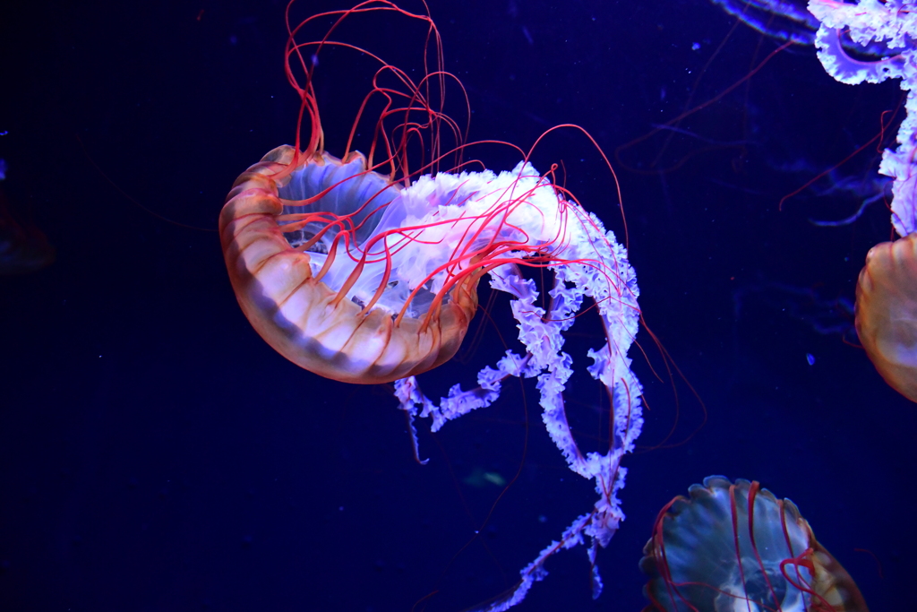 すみだ水族館_④