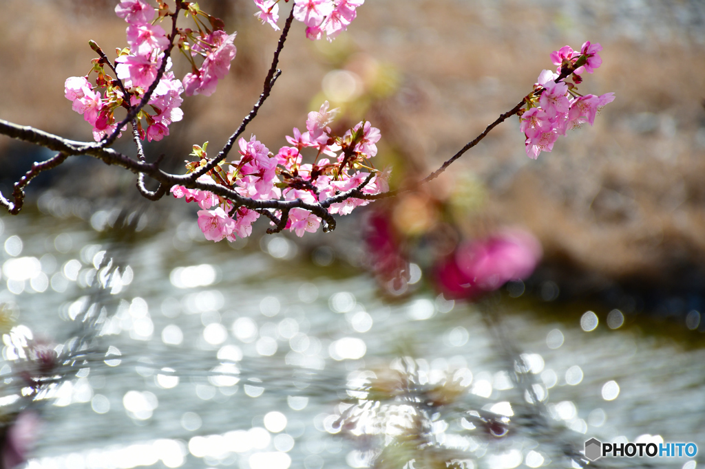 河津桜_3