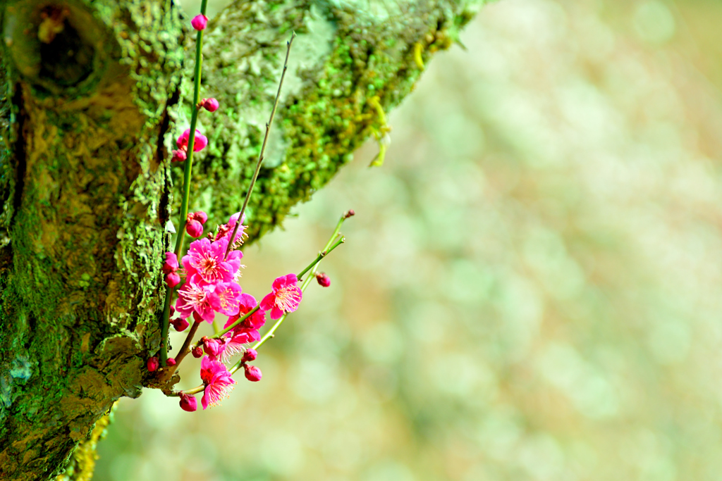 幹に咲く梅の花