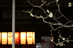 宝戒寺の梅