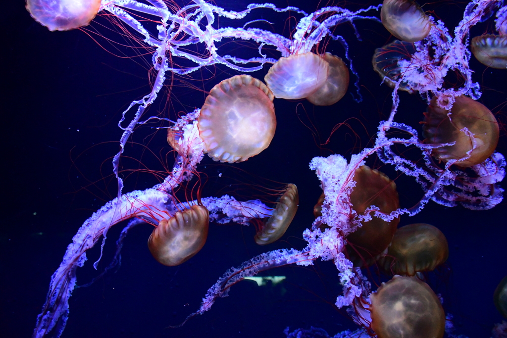 すみだ水族館_⑦