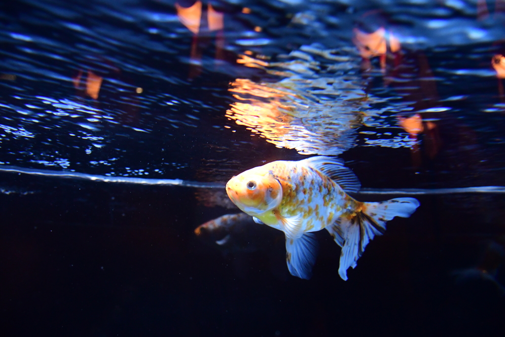すみだ水族館_⑧
