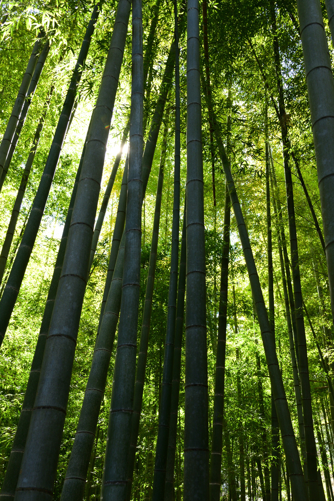 竹の庭