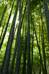 竹の庭