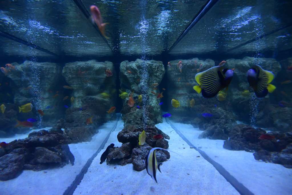 すみだ水族館_②