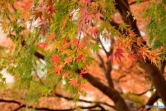 紅葉の競演