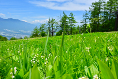 ドイツすずらんのある風景