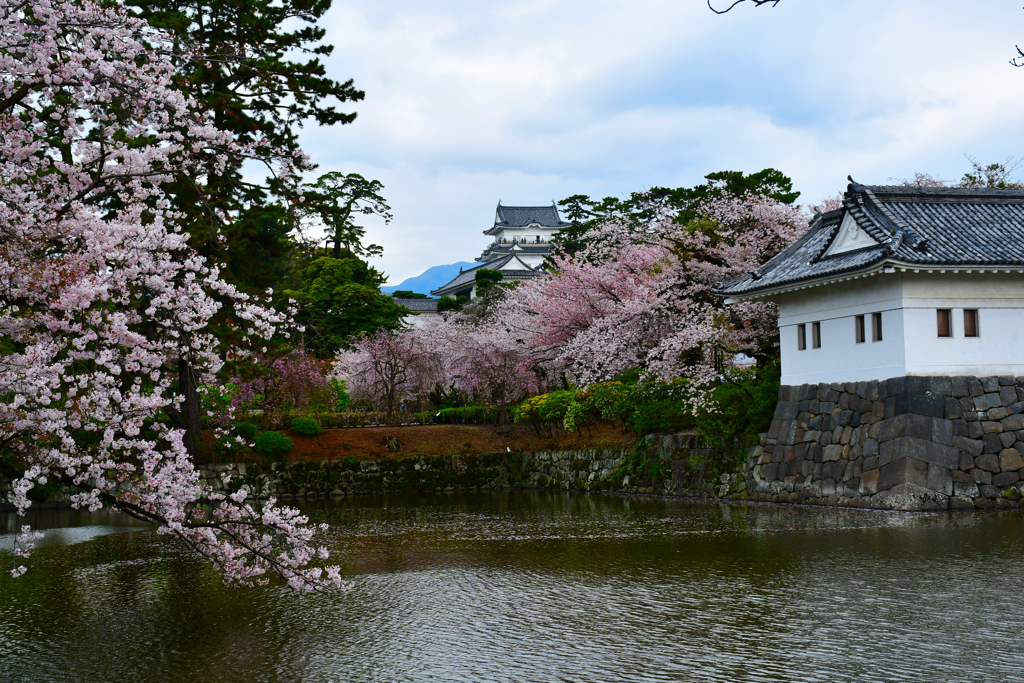 春の小田原城