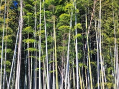坂戸大智寺1