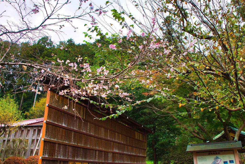 １１月に咲いた１０月サクラ