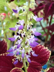 コリウスにも花が咲くんだよ