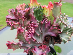 キングマハラジャ2