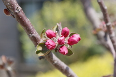 散りゆく桜を横目に我が家ではリンゴが咲き進む4