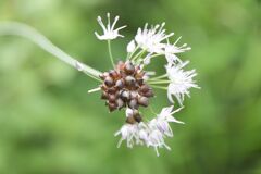 名前等一切不詳の花