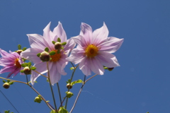 皇帝ダリア開花2