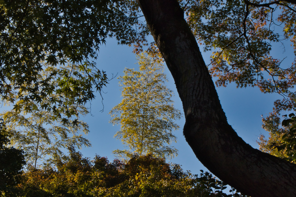飯能の紅葉未遂4