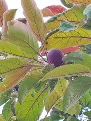 きたあ〜りんごなった・ちっさ