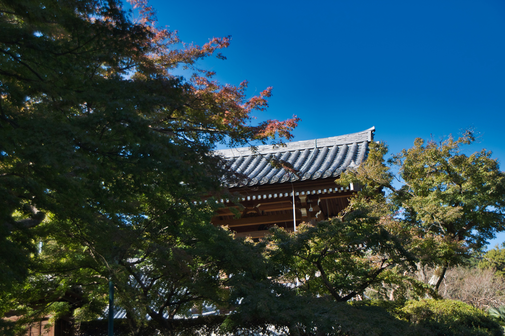飯能の紅葉未遂3