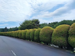 ゴルフ場の素敵な刈り込まれた植栽