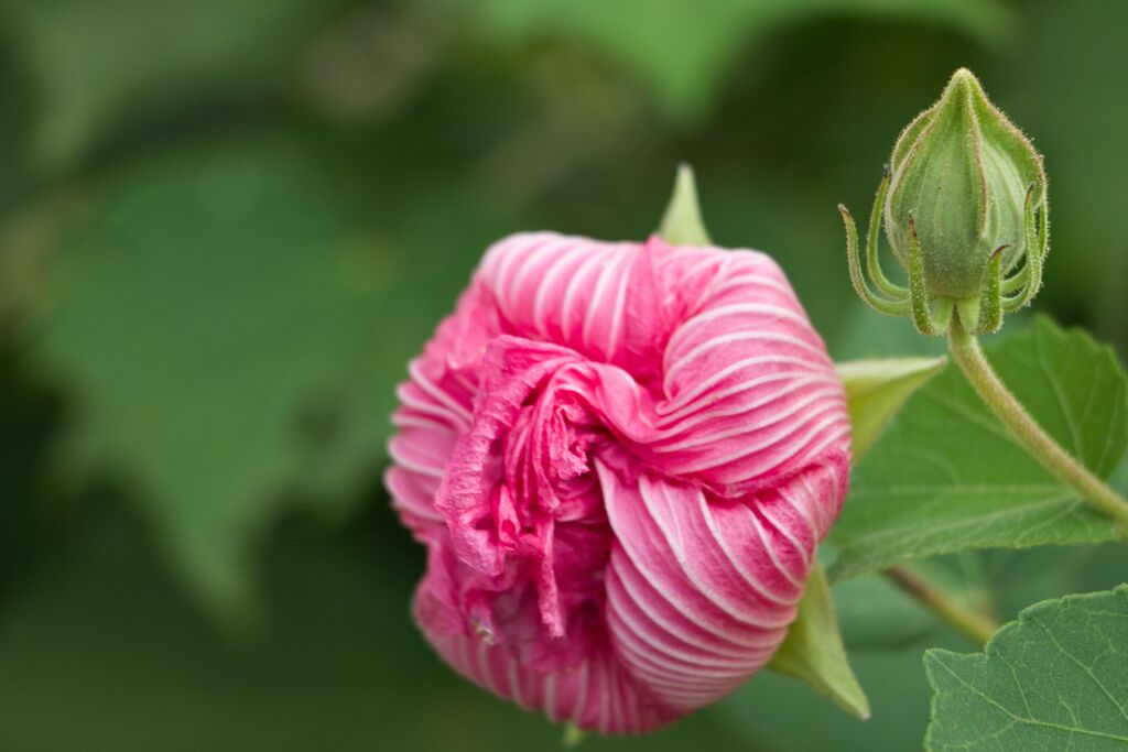 芙蓉の花