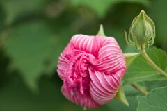 芙蓉の花