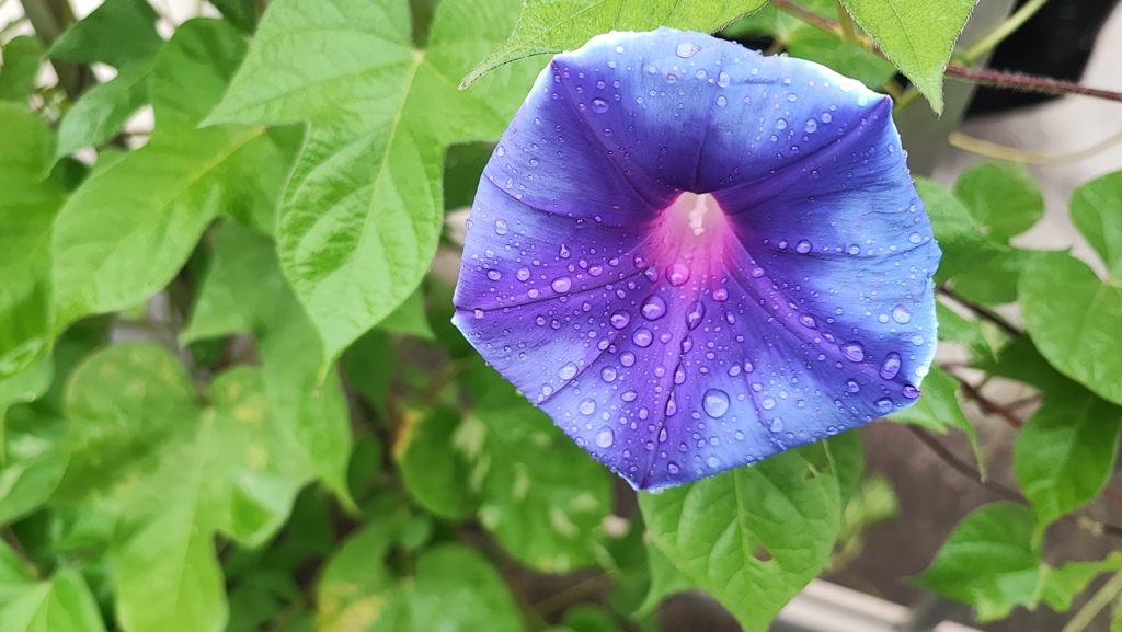 雨上がりに2