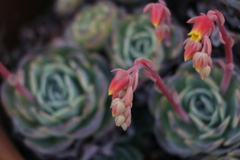 多肉開花2