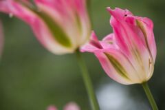 _MG_5170
