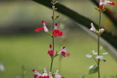 可憐な花2