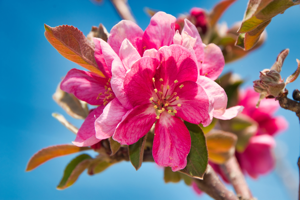 散りゆく桜を横目に我が家ではリンゴが咲き進む3