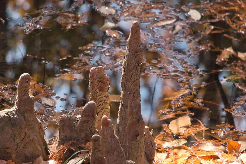 鶴ヶ島の公園で5