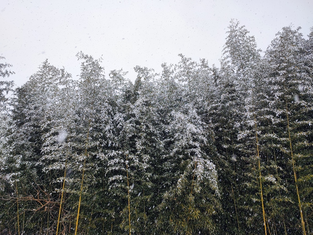 雪の竹林