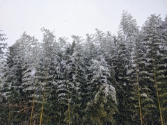 雪の竹林