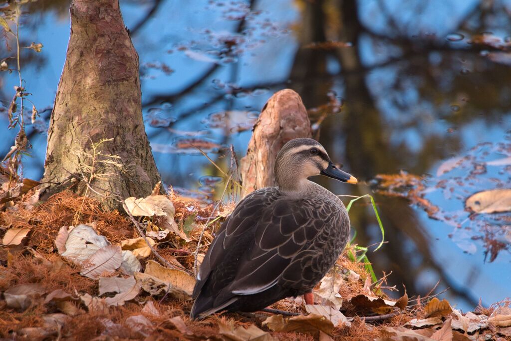 鶴ヶ島の公園で4
