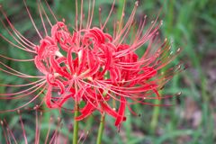 曼珠沙華祭りにて1
