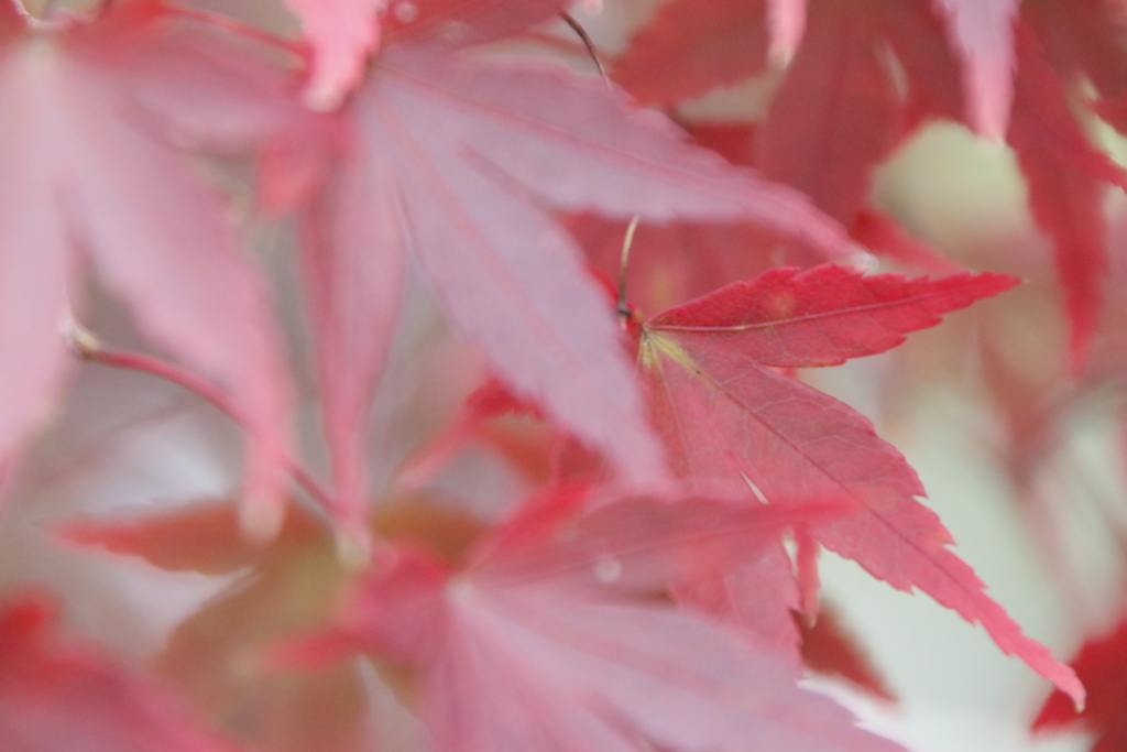 待ち焦がれた・・・