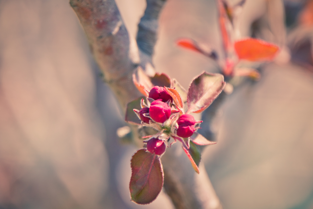 散りゆく桜を横目に我が家ではリンゴが咲き進む1
