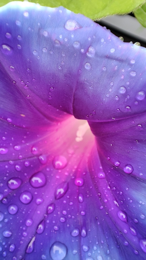 雨上がりに1