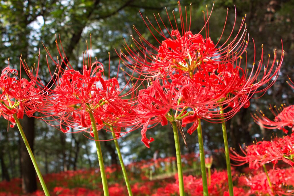 曼珠沙華祭りにて2