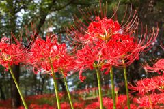 曼珠沙華祭りにて2