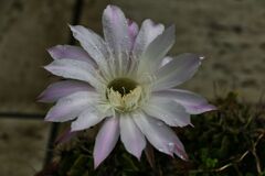 今年もサボテンが