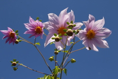 皇帝ダリア開花1