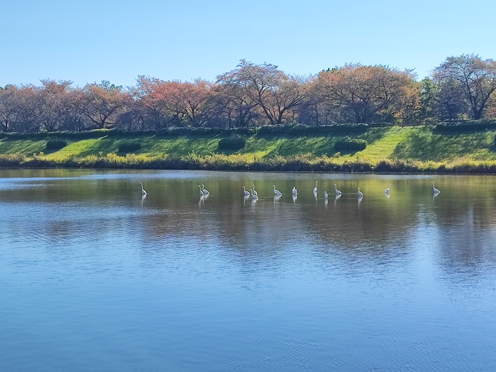 湖畔の仲間2