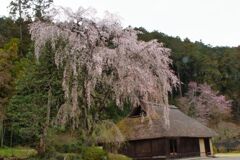 高麗の古民家に枝垂れる