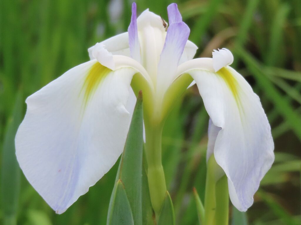 アヤメ・菖蒲・カキツバタ？？？1