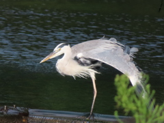鷺の捕獲漁場3