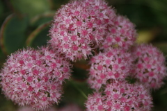 なんの花？