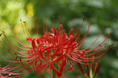 輝